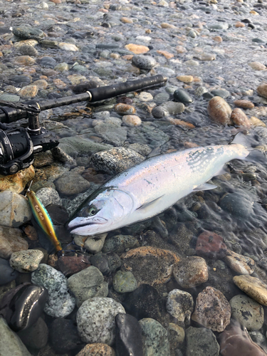 ウミサクラの釣果