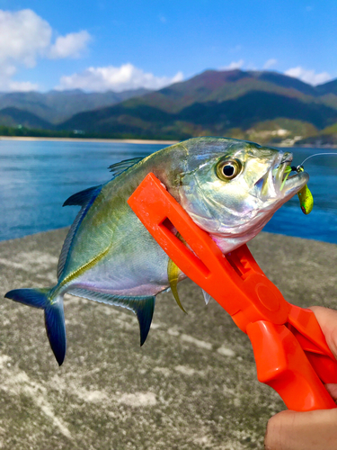 メッキの釣果