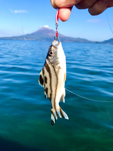 コトヒキの釣果