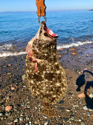 ヒラメの釣果