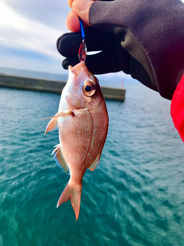 チャリコの釣果