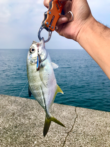 メッキの釣果