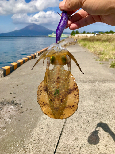 アオリイカの釣果