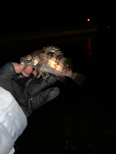 メバルの釣果