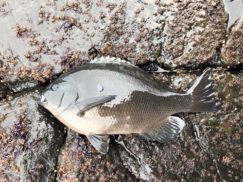 グレの釣果