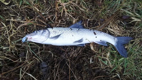 ニゴイの釣果