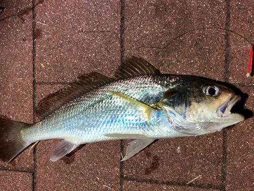 イシモチの釣果