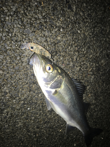 セイゴ（マルスズキ）の釣果