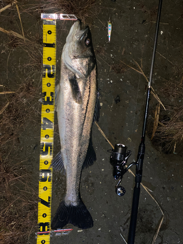 シーバスの釣果