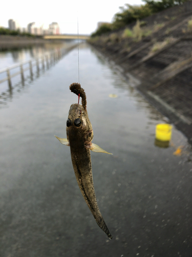 ハゼの釣果