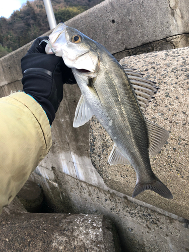 セイゴ（マルスズキ）の釣果