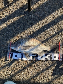 釣果