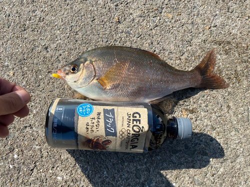 ウミタナゴの釣果