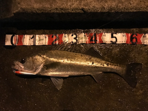 シーバスの釣果