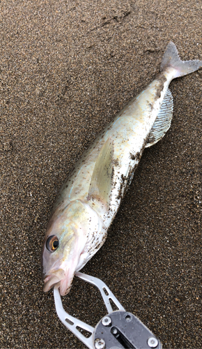 ホッケの釣果