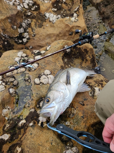 マルスズキの釣果