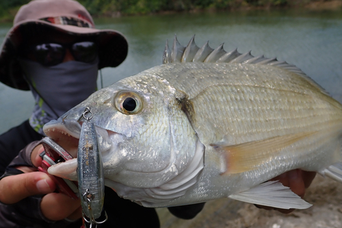 ミナミクロダイの釣果