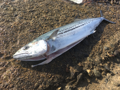 サゴシの釣果