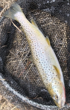 ブラウントラウトの釣果