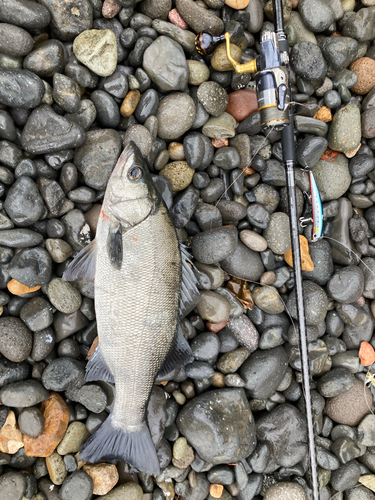 ヒラスズキの釣果