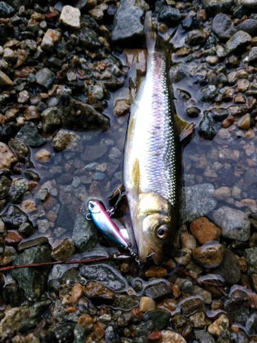 ウグイの釣果