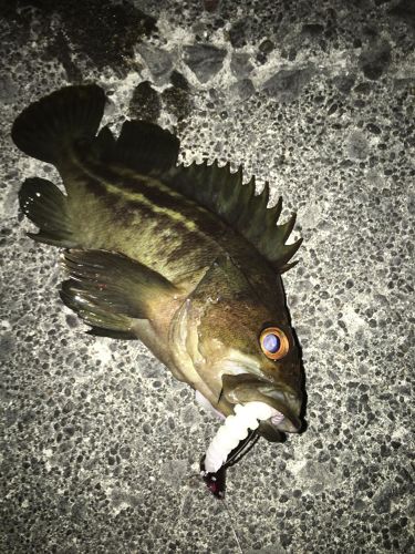 シマゾイの釣果