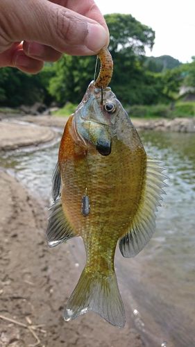 ブルーギルの釣果