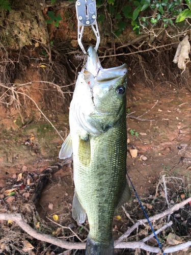 ラージマウスバスの釣果