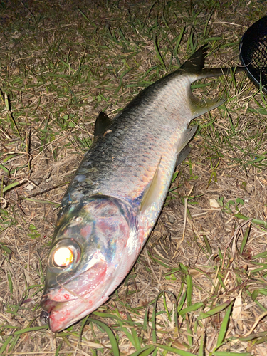 イセゴイの釣果