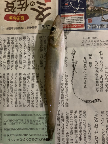 キスの釣果