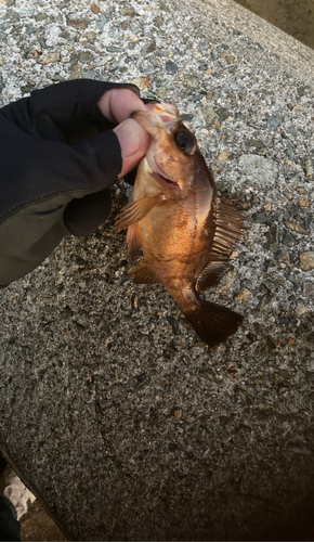 メバルの釣果