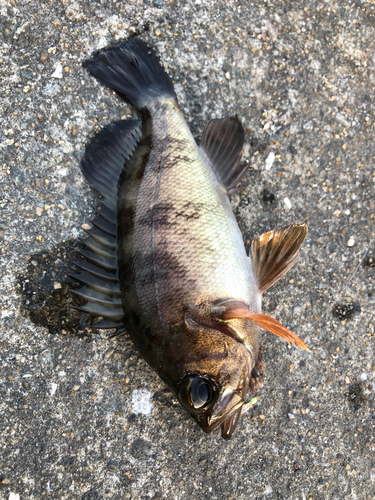 シロメバルの釣果