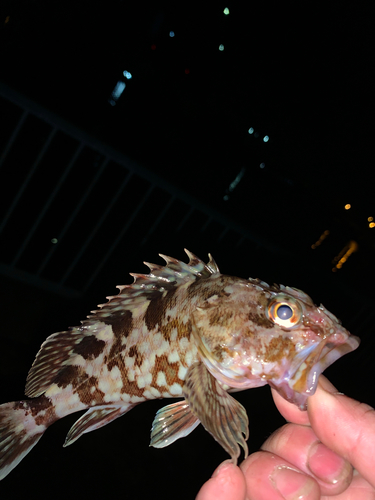 カサゴの釣果