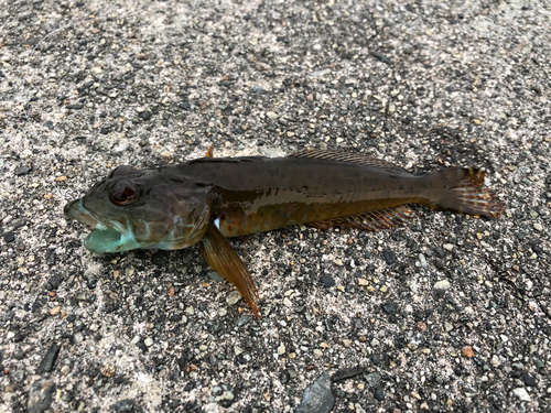 アナハゼの釣果