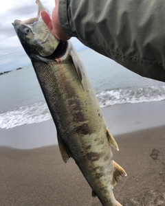 アキアジの釣果