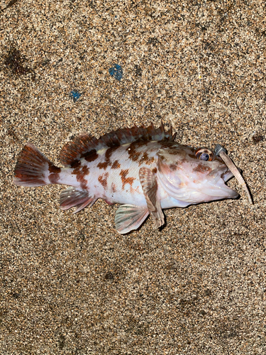 ガシラの釣果