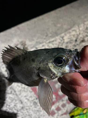 メバルの釣果