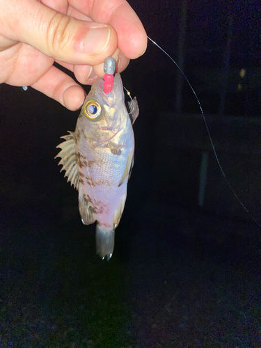 ウスメバルの釣果