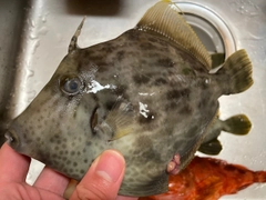 カワハギの釣果