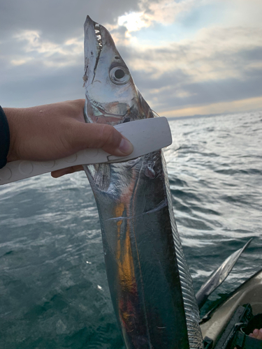 タチウオの釣果