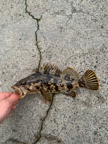 タケノコメバルの釣果