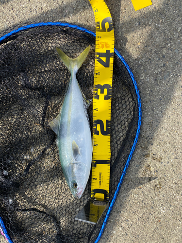 ツバスの釣果