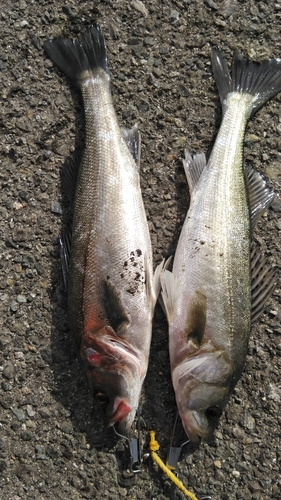 スズキの釣果