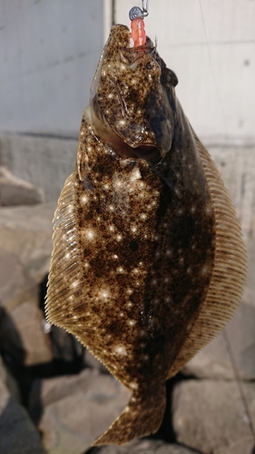 ヒラメの釣果