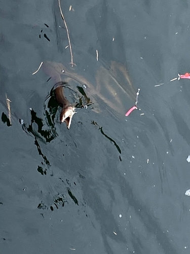 ダイナンウミヘビの釣果