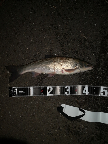 マルタウグイの釣果