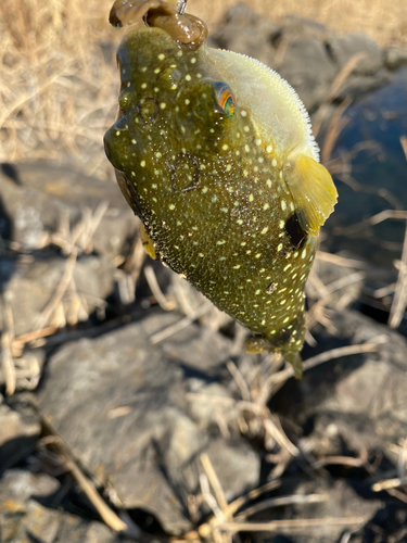 クサフグの釣果