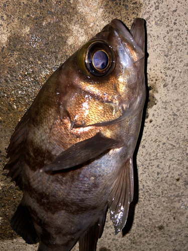 メバルの釣果