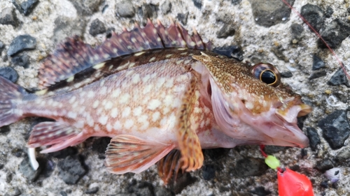 釣果