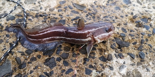 ゴンズイの釣果